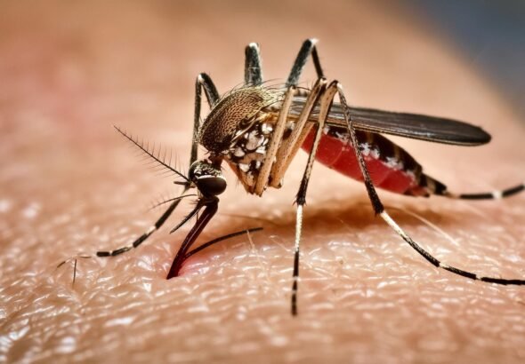 The,Aedes,Aegypti,Mosquito,,Called,The,yellow,Fever,Mosquito,",Is
